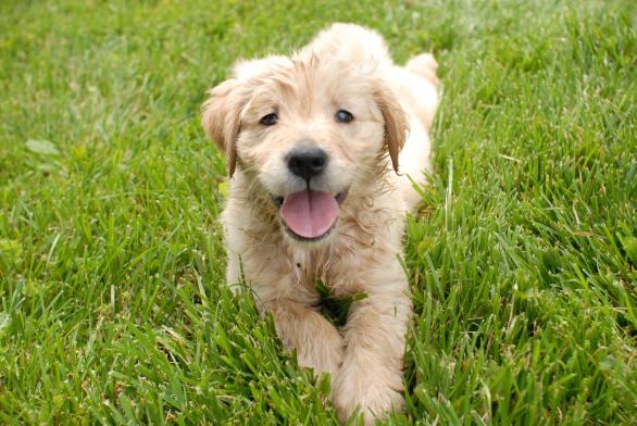 Puppy 0-12 maanden