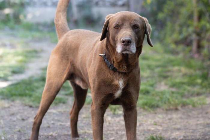 Adult (1-7 jaar)